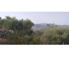 SE VENDE FINCA RUSTICA EN ALGODONALES