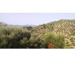 SE VENDE FINCA RUSTICA EN ALGODONALES