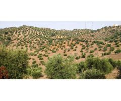 SE VENDE FINCA RUSTICA EN ALGODONALES