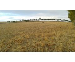 Urbis te ofrece una parcela DOTACIONAL en venta en zona Campo de Golf, Villamayor, Salamanca.