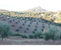 SE VENDE FINCA CON CORTIJO