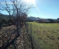 OLIVAR EN LA ZUBIA DE 3.597 M2