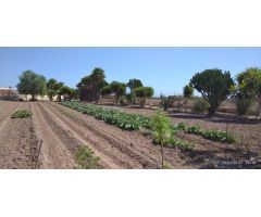 MAGNIFICA CASA DE CAMPO EN UNA DE LAS MEJORES PEDANIAS DE ELCHE !!!!