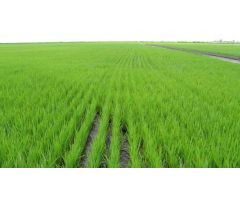 FINCA 360 Ha ARROZ