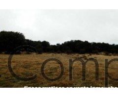 VENTA.-.COTO DE CAZA PEÑA DEL OSO.-.NAVAS DE RIOFRIO.-.