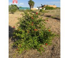 Parcela totalmente vallada en las Casas Aisladas de Gévora