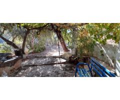 Cortijo con olivos