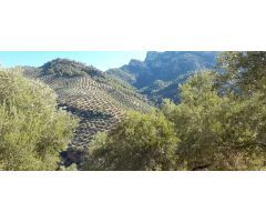 Cortijo con olivos