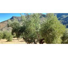 Cortijo con olivos