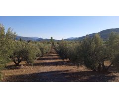 Finca de olivos en Cortijos Nuevos