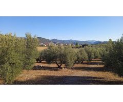 Finca de olivos en Cortijos Nuevos