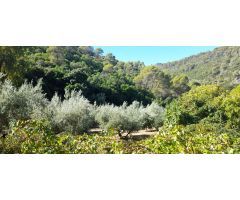 Finca en la sierra con olivos