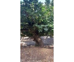 Finca en la sierra con olivos