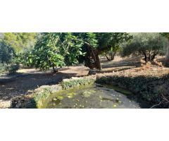 Finca en la sierra con olivos