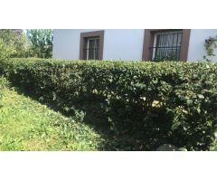 SE ALQUILA CASA CON TERRENO