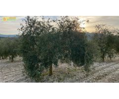 Finca de olivar intensivo