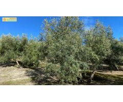 Olivar en muy buena ubicación