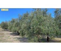 Olivar en muy buena ubicación