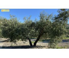 Olivar en muy buena ubicación