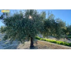Olivar en muy buena ubicación