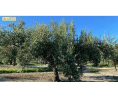Olivar en muy buena ubicación