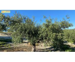 Olivar en muy buena ubicación