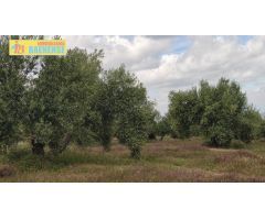 Olivar en muy buena ubicación