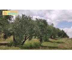 Olivar en muy buena ubicación