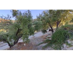 Olivar en venta