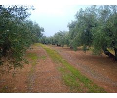 Finca en venta