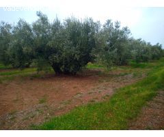 Finca en venta