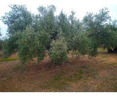 Finca en venta