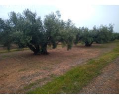 Finca en venta