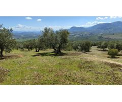 Venta de olivar