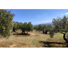 Venta de olivar