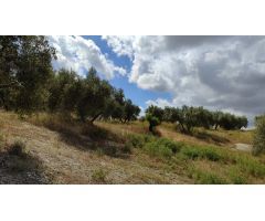 Venta de casa de campo y olivar