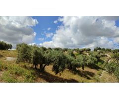 Venta de casa de campo y olivar