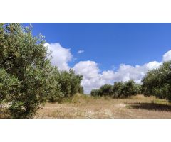 Venta de casa de campo y olivar