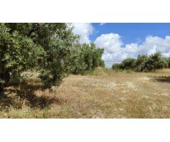 Venta de casa de campo y olivar