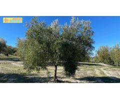 Olivar tradicional muy productivo