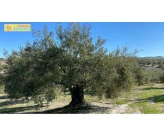 Olivar tradicional muy productivo