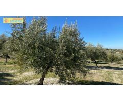 Olivar tradicional muy productivo