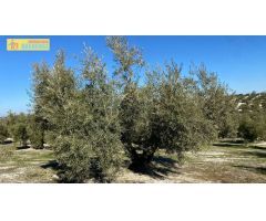 Olivar tradicional muy productivo
