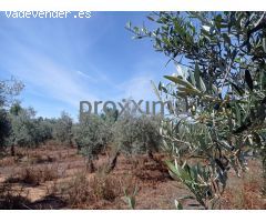 OLIVAR EN PRODUCCIÓN CON POSIBILIDAD DE CONSTRUIR VIVIENDA
