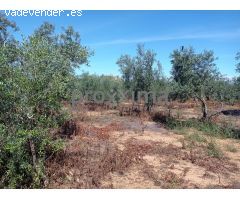OLIVAR EN PRODUCCIÓN CON POSIBILIDAD DE CONSTRUIR VIVIENDA