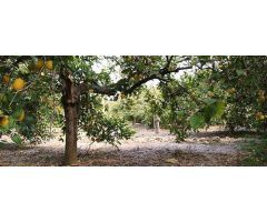 Terreno rural en Venta en Elche pedanias, Alicante