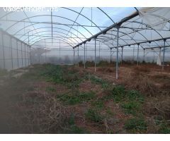 VENTA DE INVERNADEROS