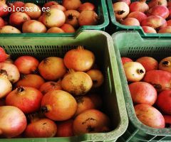 Parcela en Venta en Elche pedanias, Alicante