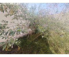 SE VENDE SOLAR URBANO EN ASPE