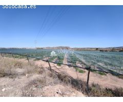 SE VENDE FINCA RÚSTICA EN PRODUCCIÓN UVA ECOLÓGICA CON CASA DE APEROS EN MONFORTE DEL CID.